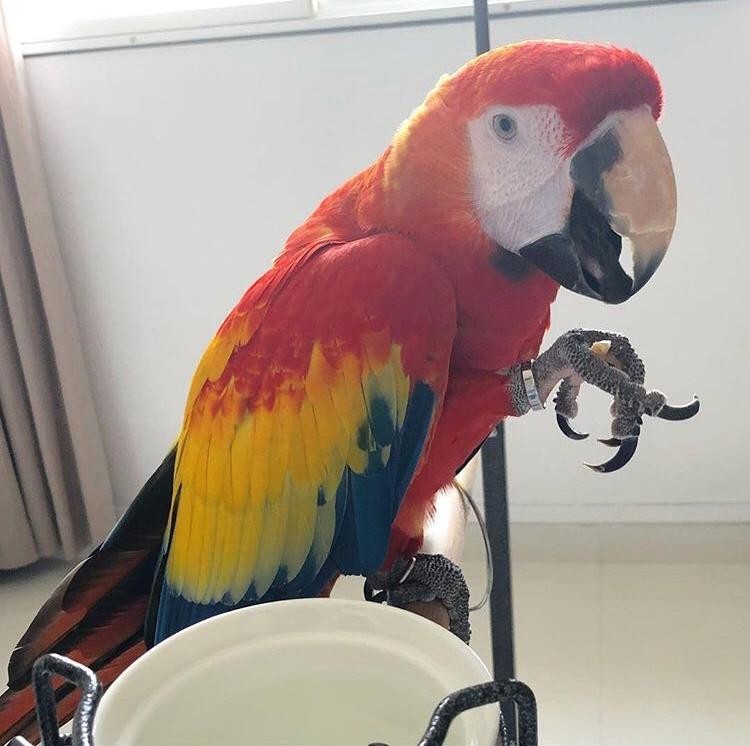 macaw-parrot