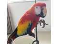 macaw-parrot-small-0