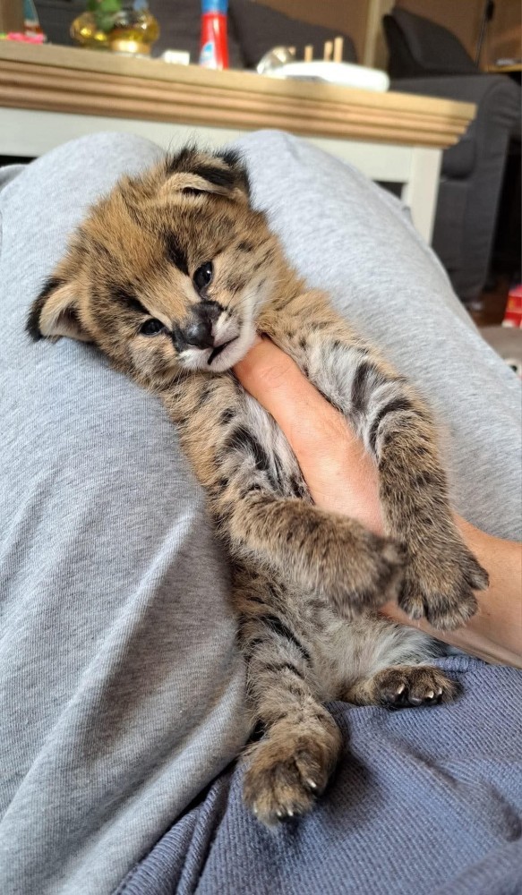 savannah-and-caracal-kittens