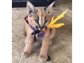 savannah-and-caracal-kittens-small-2