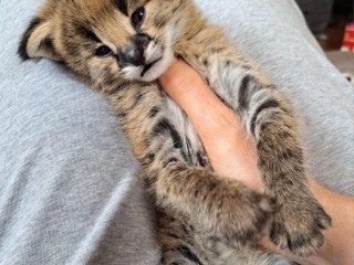 savannah-and-caracal-kittens