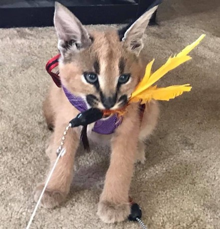 savannah-and-caracal-kittens-big-2